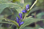 Great blue lobelia